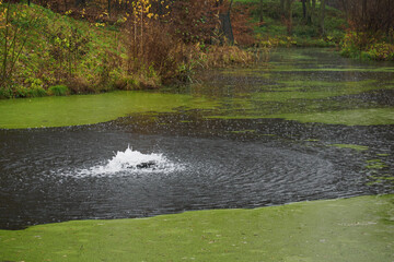 Aeration of a pond with green algae in the rain.
