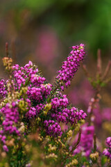 Beautiful purple heather flowers on the plant.
