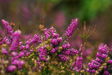 Beautiful purple heather flowers on the plant.
