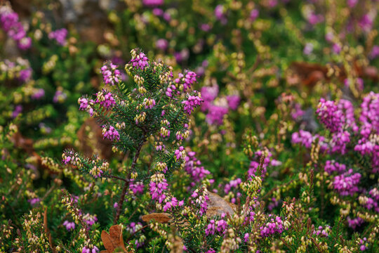 Beautiful purple heather flowers on the plant.
 - Powered by Adobe
