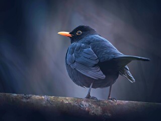 Blackbird against a dark background