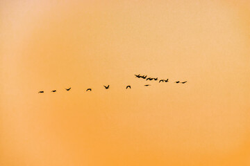 Flocks of migratory birds. Spring migration. Ducks and geese on the background of the dawn sky © max5128