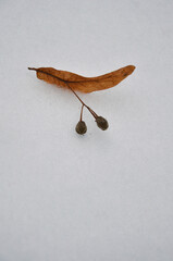 Dry linden seeds isolated on snow background.Closeup  outdoors photo.