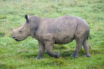 Juvenile Southern White Rhinoceros grazing