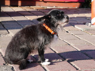 Closeup side portrait of cute small black mongrel dog with collar sitting on pavement and looking upward