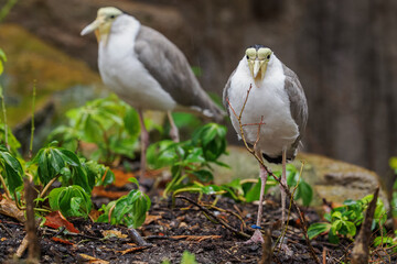 Australian masked lapwing with water droplets after the rain.
