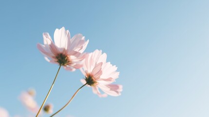 Beautiful flowers blooming under a clear blue sky in bright daylight