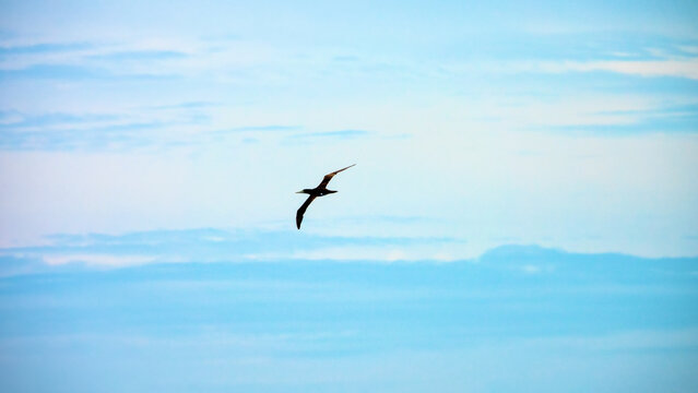 Piscivorous oceanic bird Brown booby (Sula leucogaster) flies over the wintertime Bali sea