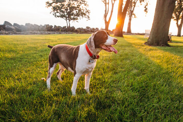 English Springer Spaniel Outside