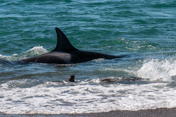 Fototapeta premium Orca, hunting a sea lion pup, in Patagonia coast, Peninsula Valdes, Patagonia Argentina.