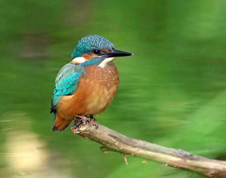 kingfisher on the branch,green background
