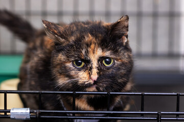 Isolated feline gaze, Feline with vivid green eyes observes through cage with bedding dust