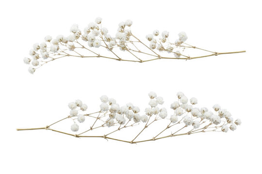 Two sprigs of baby's breath flowers, isolated on transparent background 