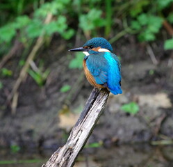 kingfisher on the branch