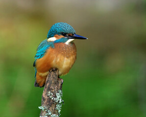kingfisher on the branch