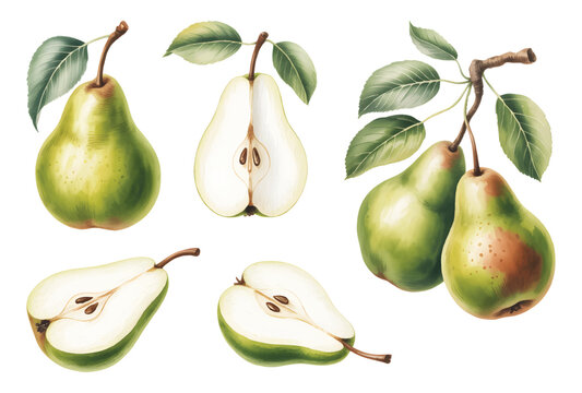 Botanical pear collection with whole and sliced fruit in watercolor. 