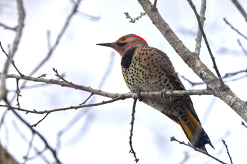 Colorful northern flicker perched on a bare limb. 