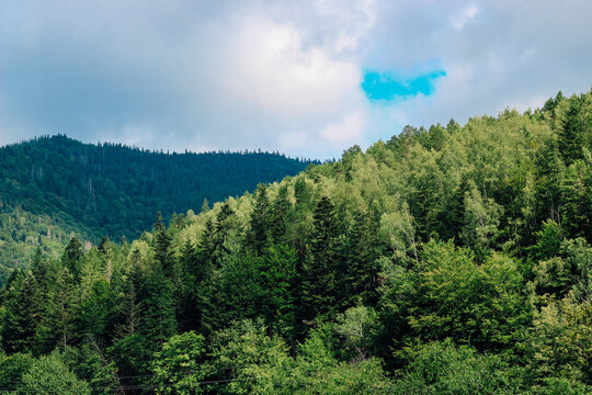 Forest landscape with trees on a mountain during the day with clouds and blue sky