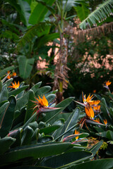 Fototapeta premium Blooming plant Strelitzia reginae. Beautiful orange flower with green leaves. Tropical exotic flower. Closeup of Bird of Paradise. Floral background wallpaper