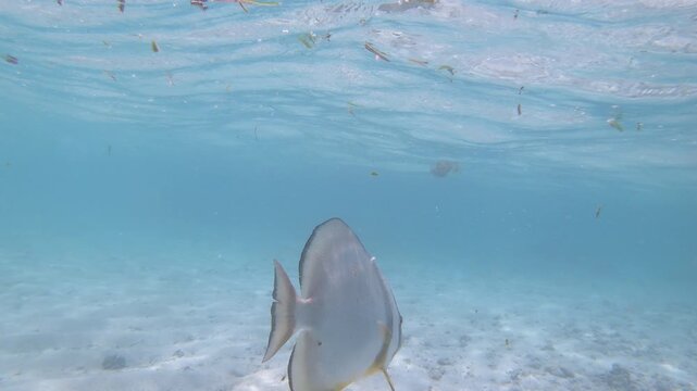 Slow motion underwater view of a batfish in a tropical beach