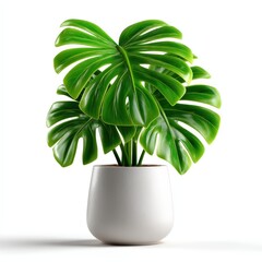 Vibrant Monstera Deliciosa Tropical Houseplant in White Ceramic Pot