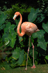 Bright Orange Pink Flamingo