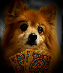 Card Shark Pomeranian