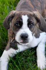 Closeup of Puppy in Grass