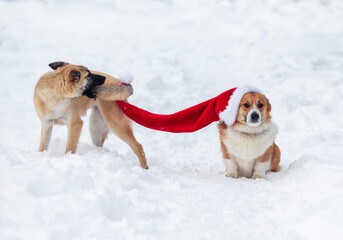 two dogs playing and pulling long red santa hat in winter snowy garden