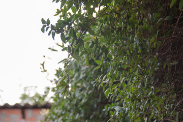 Green leaves background, green leaves background, green leaves background, green leaves background
