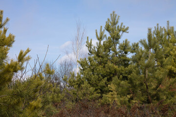 Pine trees on a hillside in the spring with blue sky