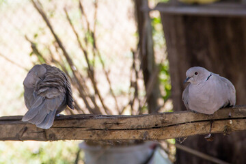 Couple of pigeons sitting on a wooden branch in the garden