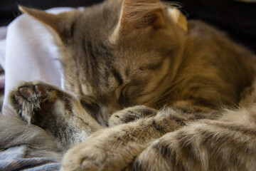 Cute cat sleeping on the bed. Selective focus, shallow depth of field.
