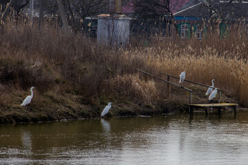 Great White Egrets on a jetty in a lake in winter