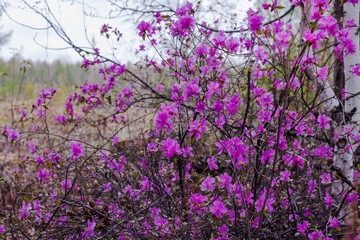 Pink flowers of rhododendron in the spring forest.
