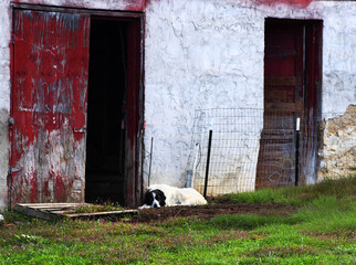 Dog Besides Barn Door