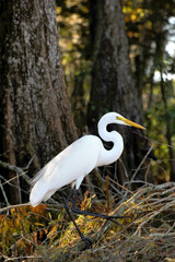 Great White Egret in Louisiana