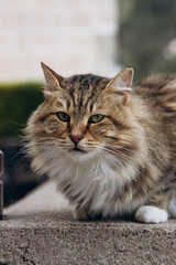 Fluffy domestic cat with striking green eyes, lounging on a stone surface, showcasing its beautiful fur texture and relaxed demeanor in a serene outdoor environment