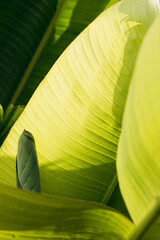 Lush green leaves with intricate textures and vibrant hues, illuminated by soft sunlight, creating a serene and tranquil atmosphere in a natural setting