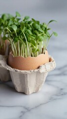 Fresh microgreens growing in eggshells placed in an egg carton. A creative representation of spring and Easter themes with natural elements.