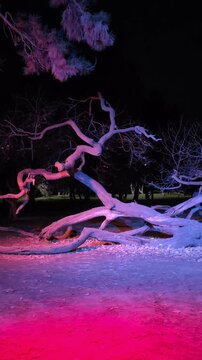 Des projecteurs multicolores illuminent un vieil arbre.