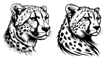 Detailed cheetah head portraits in artistic hand drawn monochrome vector style © Cristiano