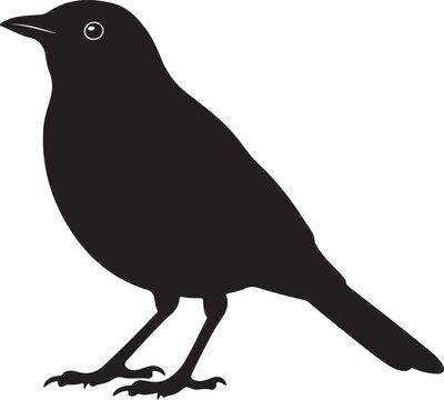Blackbird Silhouette on White Background