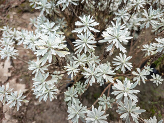 Crossostephium chinense Chinese wormwood in natural habitat.