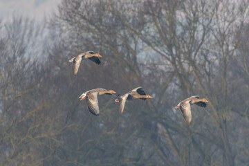 Greylag Goose (Anser anser) flies in formation over mountainous landscape during cloudy day