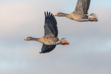 Greylag Goose (Anser anser) flies in formation over mountainous landscape during cloudy day