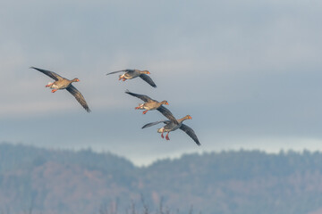 Greylag Goose (Anser anser) flies in formation over mountainous landscape during cloudy day