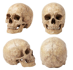 Human Skull Collection from Multiple Angles