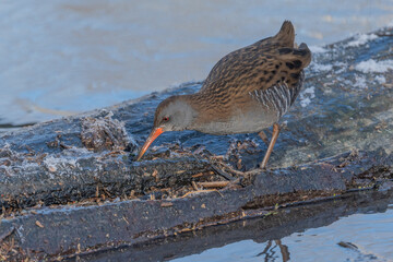 Water Rail (Rallus aquaticus) moves near water at edge of marsh during day