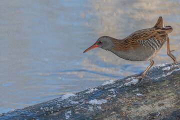 Water Rail (Rallus aquaticus) moves near water at edge of marsh during day